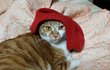 고양이 와 빨간모자