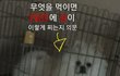 동물학대를 목격했습니다