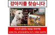 진도견찾아요/인천/사례금100만원