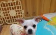 쪼꼬미 준우의 가족이 되어주세요