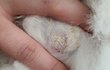 강아지 접종부작용인건지 좀 봐주세요ㅠㅠ