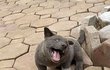 너 개 인거니 고양이 인거니?