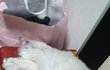 11살냥 봉돌은 매우 진지하다
