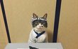 무쟈게 의젓한 음식앞 냥이!!