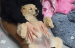 표정압권인 어르신(?) 3개월 리트리버.