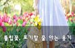 튤립꽃, 포기할 줄 아는 용기~