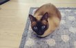 삐옹이