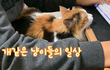 지난 글에 많은 관심을주셔서 감사합니다. 이어 4편이 나와서 올립니다.