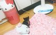 4탄 2018년 9월 쓰레기봉지에서 냥줍한 우리집 나옹이들