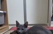 저도 우리 냥이 자랑할래요~ (러블리)