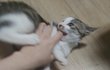 3개월 아기고양이 분양합니다