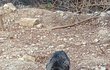 길냥이 걷는게 이상해요