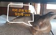 (반항토끼 황토) 카메라 소리좀 안나게 해라~!