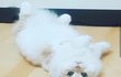 나도 우리집 냥이 자랑할래요