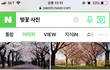벚꽃 매화 차이 ! 구별하자!