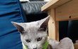 내 강아지 치즈5