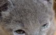 고양이 결막염인가요 ㅠㅠㅠ