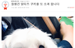 심쿵주의 잘생긴 말티즈 쿠키를 또 소개 합니다. 심장폭행 죄송합니다 !