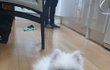 우리집에 솜뭉치가 왔어요