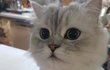 꽃보다 냥이