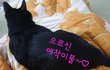 8년차 냥아치에게도 의리가...!!