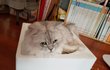 꽃보다 냥이