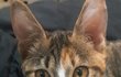 우리냥이보다 귀 긴냥이 본사람