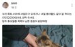 고양이 학대범에게서 어린 고양이를 구해주세요