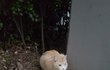 이 길냥이 눈이 아픈건가요?