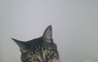 안녕하세요. 두마리 고양이 집사입니다. 고양이 자랑좀 하게요.