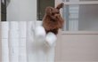 강아지 휴지 넘기 챌린지 아셈? 강아지와 냥이 습성? 비교 장면