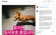 이 강아지 유기견 잃어버린 주인을 찾고 있어요