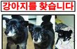 용인 수지 지역 강아지 실종 도움 부탁드립니다.