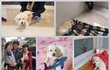 보호소에서 태어난 8남매 입양완료