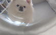 강아지 음수량 늘리는 방법!
