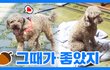 시무룩한 강아지 반응? ㅋㅋㅋㅋ
