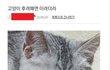 고양이 학대 살해한 일베충