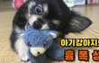 【아기강아지의 흉폭성! - 심장주의:】