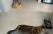 고양이 발톱쉽게 자르는 법 없나요 ㅠ