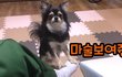 강아지에게 순간이동 마술보여주기!