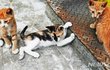 새끼 고양이 3마리 쓰레기봉투에 넣어버린 70대 송치