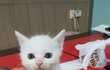 아깽이들 가족이 되어주세요