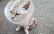 길냥이 가족 데려왔음