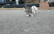 길냥이 가족2탄
