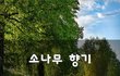 소나무 향기~