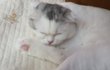 방콕냥이 딸기예요