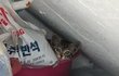 얼굴에 자신있는 빼꼼이