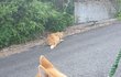 골목대장 냥이 행님과의 만남