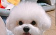 댕댕이 MBTI 개신기해
