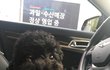 까망푸들 중 최고미녀